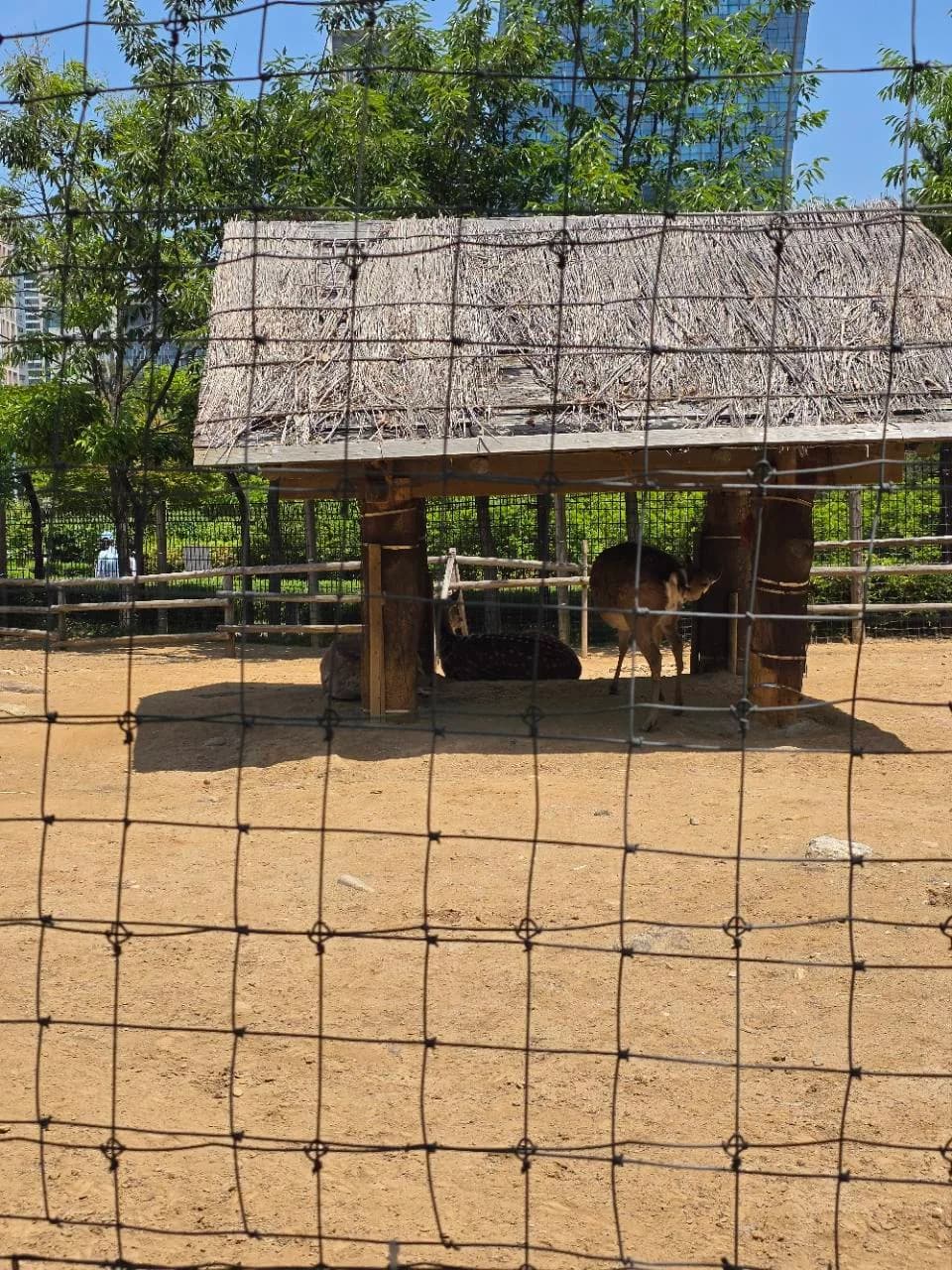 송도 센트럴파크 사슴우리