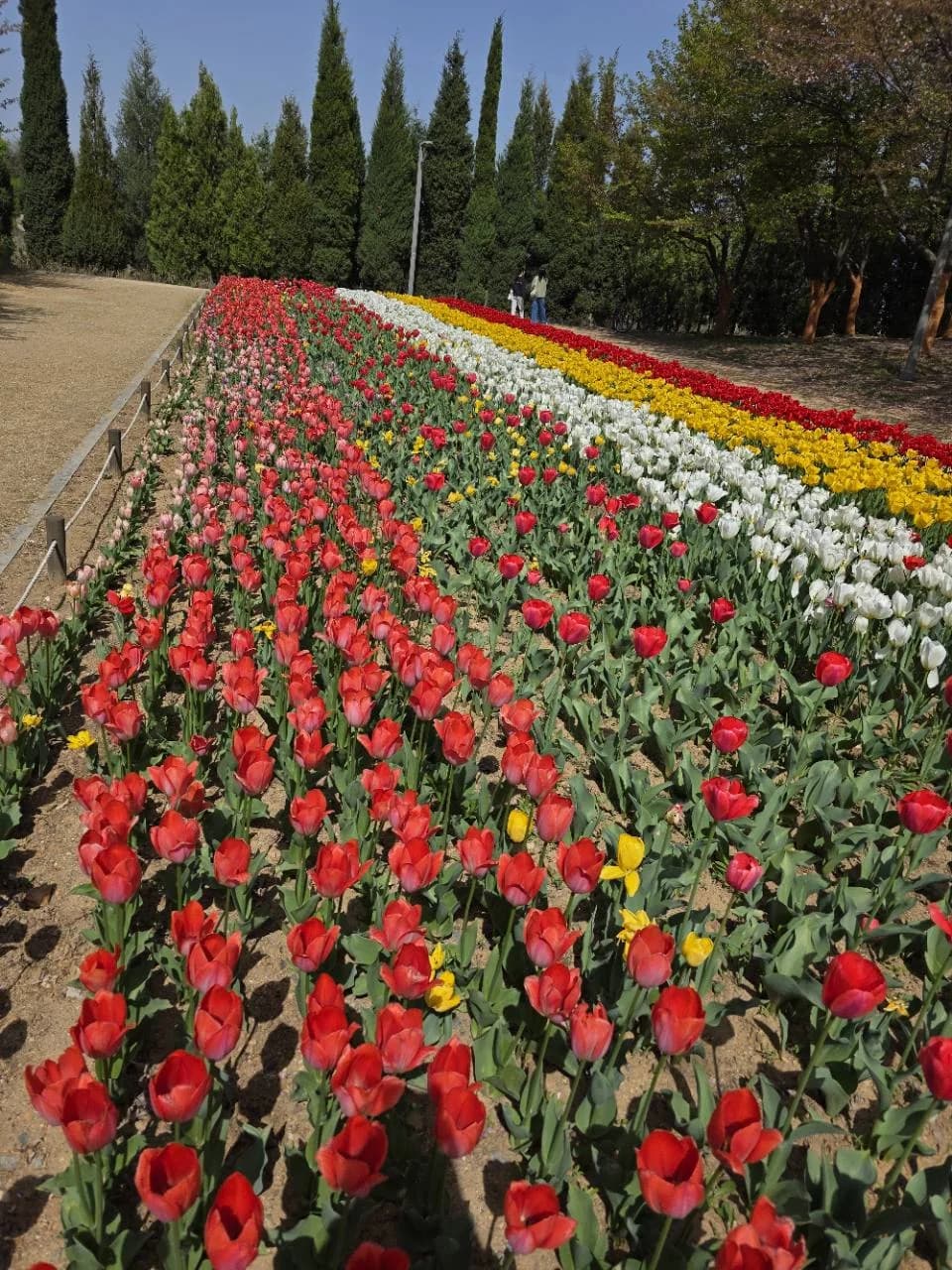 송도 공원 봄철 꽃길과 보행 동선